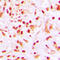 Histone Cluster 4 H4 antibody, LS-C356103, Lifespan Biosciences, Immunohistochemistry paraffin image 