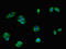 5-Hydroxytryptamine Receptor 1A antibody, orb401188, Biorbyt, Immunofluorescence image 