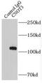 CCR4-NOT transcription complex subunit 3 antibody, FNab01808, FineTest, Immunoprecipitation image 