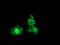 Coagulation factor XIII A chain antibody, LS-C175260, Lifespan Biosciences, Immunofluorescence image 