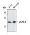 Ubiquitin C-Terminal Hydrolase L1 antibody, PA5-17205, Invitrogen Antibodies, Western Blot image 