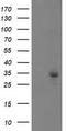 Phosphoglycerate Mutase 2 antibody, TA503440, Origene, Western Blot image 