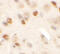 Cardiomyopathy Associated 5 antibody, 6403, ProSci, Immunohistochemistry paraffin image 