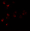 HIG1 Hypoxia Inducible Domain Family Member 1A antibody, 6489, ProSci, Immunofluorescence image 