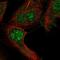 Regulator Of G Protein Signaling 12 antibody, HPA067421, Atlas Antibodies, Immunofluorescence image 