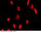 MF1 antibody, 100916-T46, Sino Biological, Immunohistochemistry paraffin image 