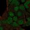 Homeobox protein goosecoid antibody, NBP2-58820, Novus Biologicals, Immunofluorescence image 
