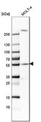 Centrosomal Protein 57 antibody, NBP1-83045, Novus Biologicals, Western Blot image 