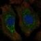 p24 antibody, NBP2-34031, Novus Biologicals, Immunofluorescence image 