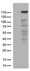 NEDD4 E3 Ubiquitin Protein Ligase antibody, TA812647, Origene, Western Blot image 