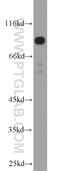 Tripartite Motif Containing 9 antibody, 10786-1-AP, Proteintech Group, Western Blot image 