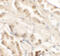 GDNF Inducible Zinc Finger Protein 1 antibody, 6793, ProSci Inc, Immunohistochemistry frozen image 