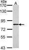 Scavenger Receptor Class B Member 1 antibody, PA5-29789, Invitrogen Antibodies, Western Blot image 