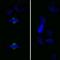 Aurora Kinase A antibody, IHC-00067, Bethyl Labs, Immunohistochemistry paraffin image 