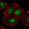Ribosomal Biogenesis Factor antibody, NBP2-55150, Novus Biologicals, Immunocytochemistry image 