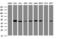 SERPINE1 MRNA Binding Protein 1 antibody, LS-C175445, Lifespan Biosciences, Western Blot image 
