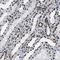Zinc Finger Protein 207 antibody, HPA017013, Atlas Antibodies, Immunohistochemistry frozen image 