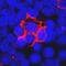 Coagulation Factor VII antibody, AF2338, R&D Systems, Immunocytochemistry image 