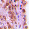REL Proto-Oncogene, NF-KB Subunit antibody, LS-C358848, Lifespan Biosciences, Immunohistochemistry frozen image 