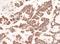 Complement C1q Binding Protein antibody, A302-862A, Bethyl Labs, Immunohistochemistry frozen image 