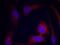 Ribosomal Protein S6 antibody, 79-478, ProSci, Immunofluorescence image 