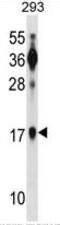 Basic Leucine Zipper ATF-Like Transcription Factor antibody, AP50345PU-N, Origene, Western Blot image 