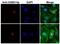 Histone H2B type 1-C/E/F/G/I antibody, MA5-24699, Invitrogen Antibodies, Immunocytochemistry image 