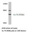 X-Ray Repair Cross Complementing 6 antibody, LS-C176103, Lifespan Biosciences, Western Blot image 
