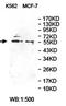 Plexin Domain Containing 1 antibody, orb78329, Biorbyt, Western Blot image 