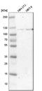 Hexokinase-1 antibody, HPA007043, Atlas Antibodies, Western Blot image 