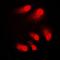 CREB Binding Protein antibody, orb213780, Biorbyt, Immunofluorescence image 