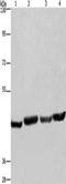 RNA Binding Motif Protein, Y-Linked, Family 1, Member A1 antibody, orb518293, Biorbyt, Western Blot image 
