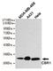 Carbonyl Reductase 1 antibody, MA5-24765, Invitrogen Antibodies, Western Blot image 