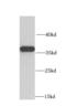 Mitochondrial Ribosomal Protein L1 antibody, FNab05312, FineTest, Western Blot image 