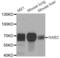 NAB2 antibody, LS-C334323, Lifespan Biosciences, Western Blot image 