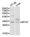 Methylthioadenosine Phosphorylase antibody, TA326900, Origene, Western Blot image 