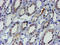 LIM/homeobox protein Lhx1 antibody, LS-C337681, Lifespan Biosciences, Immunohistochemistry frozen image 