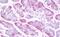 NAF-1 antibody, MBS248926, MyBioSource, Immunohistochemistry paraffin image 