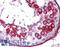 Amyloid P Component, Serum antibody, LS-B6259, Lifespan Biosciences, Immunohistochemistry paraffin image 