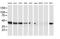 ADP-ribosylation factor GTPase-activating protein 1 antibody, MA5-25466, Invitrogen Antibodies, Western Blot image 