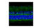 GLT-1 antibody, 3838S, Cell Signaling Technology, Flow Cytometry image 