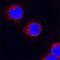 RELB Proto-Oncogene, NF-KB Subunit antibody, MAB2698, R&D Systems, Immunocytochemistry image 
