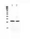 Myogenic factor 5 antibody, A04040-1, Boster Biological Technology, Western Blot image 