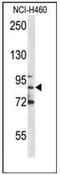 Myeloperoxidase antibody, AP52737PU-N, Origene, Western Blot image 