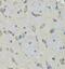 mRNA export factor antibody, FNab07086, FineTest, Immunohistochemistry frozen image 