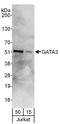 GATA Binding Protein 3 antibody, A303-502A, Bethyl Labs, Western Blot image 