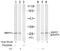 Heat Shock Protein Family B (Small) Member 1 antibody, AP02501PU-S, Origene, Western Blot image 
