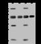 Dual specificity mitogen-activated protein kinase kinase 2 antibody, 203832-T38, Sino Biological, Western Blot image 