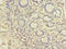 EARP Complex And GARP Complex Interacting Protein 1 antibody, orb357375, Biorbyt, Immunohistochemistry paraffin image 