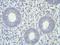 Steroid Sulfatase antibody, NBP1-69686, Novus Biologicals, Immunohistochemistry frozen image 